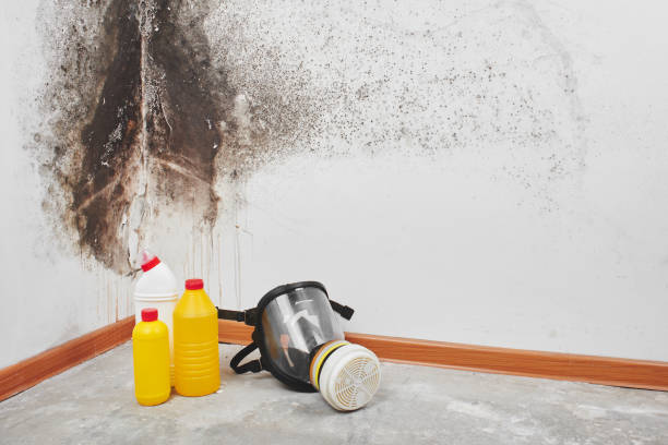 Best Black Mold Remediation in Sebree, KY