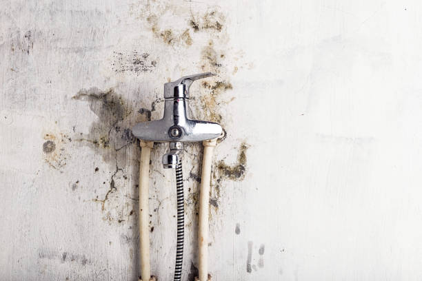 Best DIY Mold Remediation Support Services in Sebree, KY