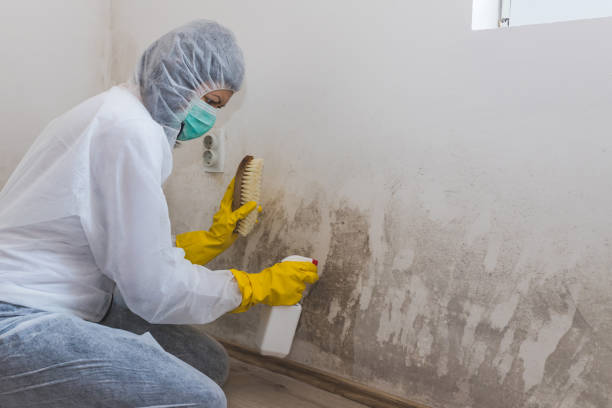 Best Basement Mold Remediation in Sebree, KY