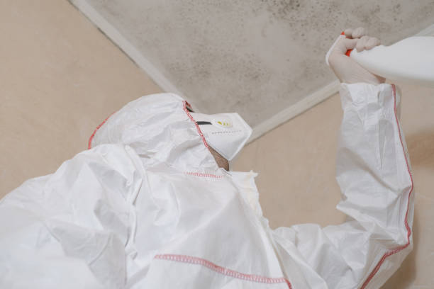 Best Mold Remediation for Schools in Sebree, KY
