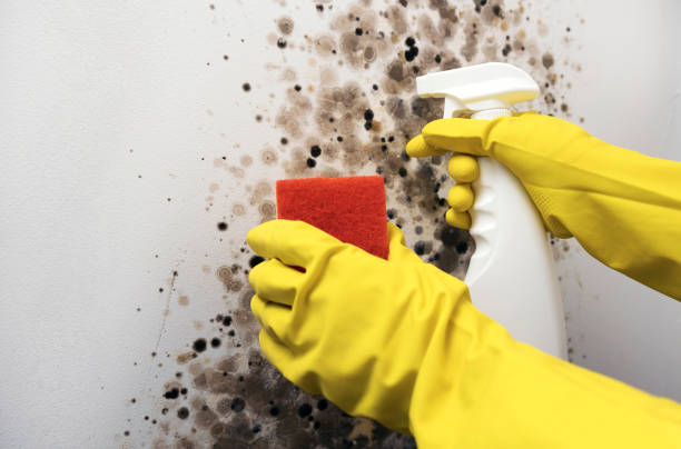 Best Attic Mold Remediation in Sebree, KY