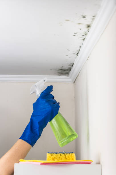 Best Residential Mold Remediation in Sebree, KY